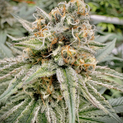GREEN CRACK | AUTOFLOWER CANNABIS SEEDS FEMALE 5 PACK