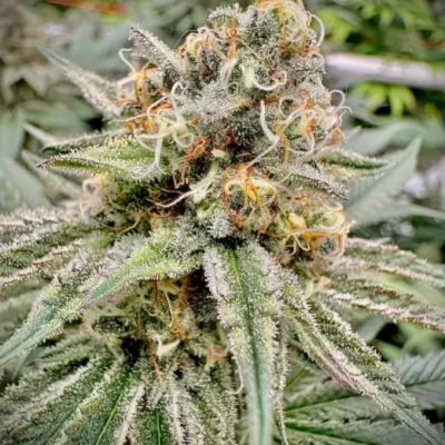 Green Crack Auto | Preservation Line | FEM Autoflower Seeds | 5 Pack