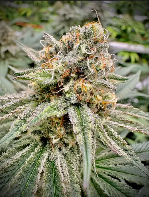 Green Crack Auto | Preservation Line | FEM Autoflower Seeds | 5 Pack