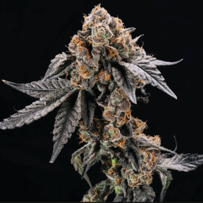 GRUNTZ | PHOTOPERIOD CANNABIS SEEDS FEMALE 5 PACK