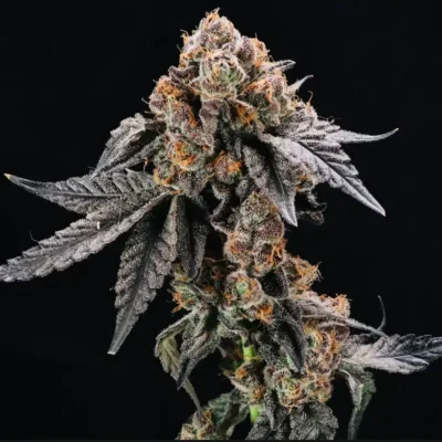 Gruntz | Preservation Line | FEM Photoperiod Seeds | 5 Pack