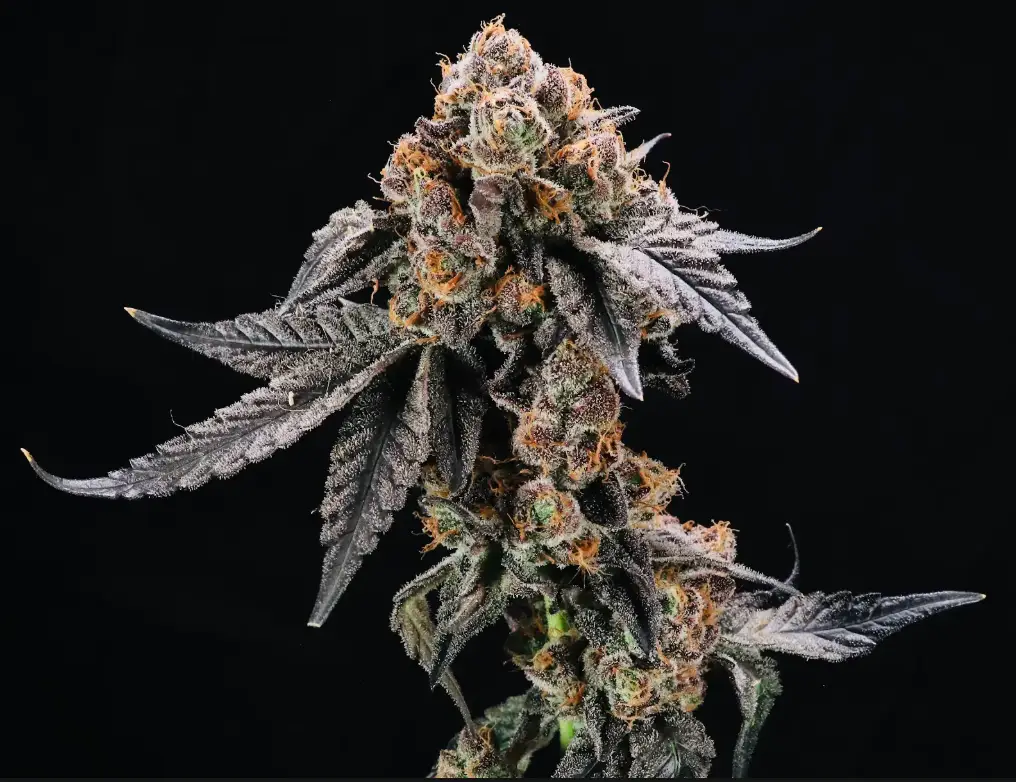 Gruntz | Preservation Line | FEM Photoperiod Seeds | 5 Pack