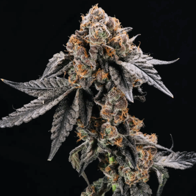 GRUNTZ | AUTOFLOWER CANNABIS SEEDS FEMALE 5 PACK