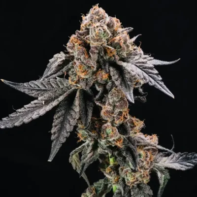 Gruntz Auto | Preservation Line | FEM Autoflower Seeds | 5 Pack
