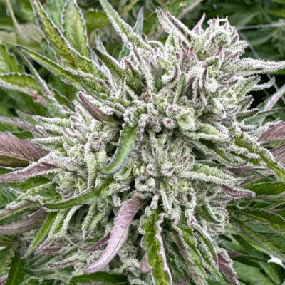 GUAVA COOKIE | PHOTOPERIOD CANNABIS SEEDS FEMALE 5 PACK
