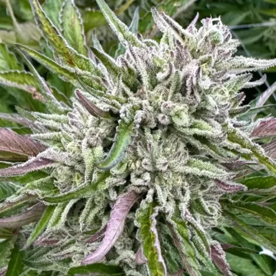 Guava Cookie | Preservation Line | FEM Photoperiod Seeds | 5 Pack