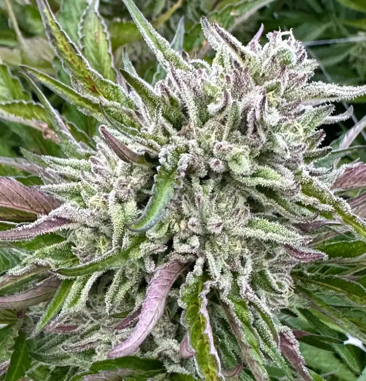 Guava Cookie | Preservation Line | FEM Photoperiod Seeds | 5 Pack