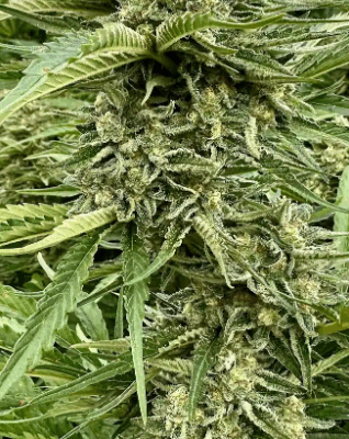 GUAVA DREAM | PHOTOPERIOD CANNABIS SEEDS FEMALE 5 PACK