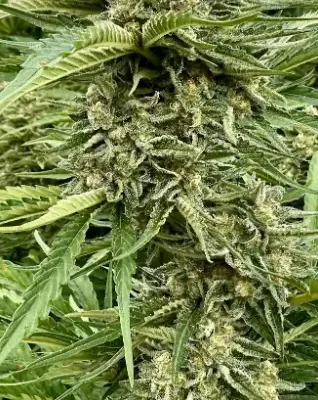 Guava Dream | Preservation Line | FEM Photoperiod Seeds | 5 Pack