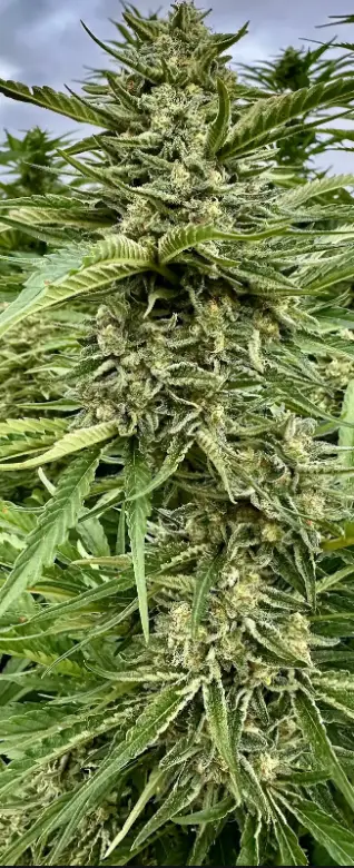 Guava Dream | Preservation Line | FEM Photoperiod Seeds | 5 Pack