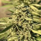 10x Gushers Auto | Preservation Line | FEM Autoflower Seeds