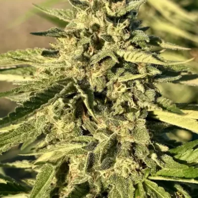 Gushers | Preservation Line | FEM Photoperiod Seeds | 5 Pack