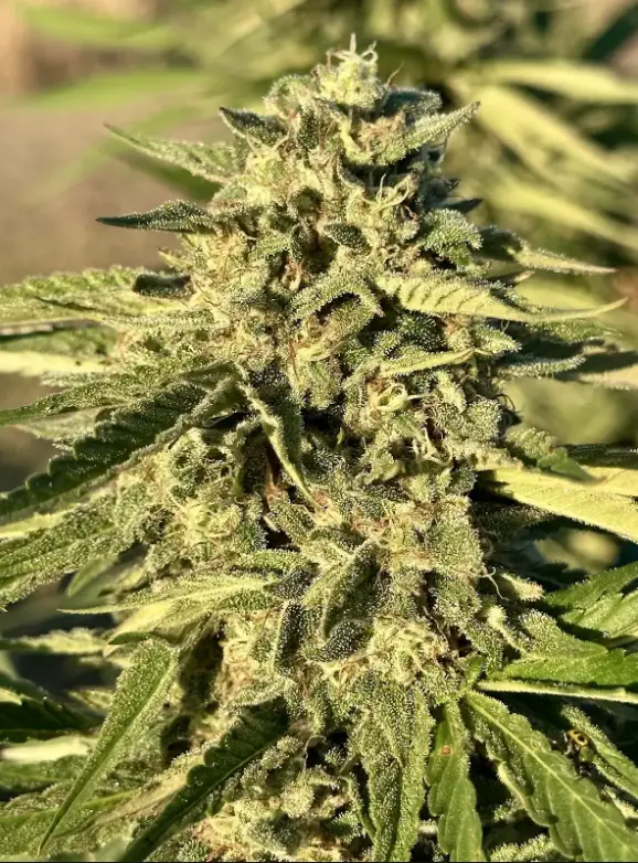 Gushers | Preservation Line | FEM Photoperiod Seeds | 5 Pack