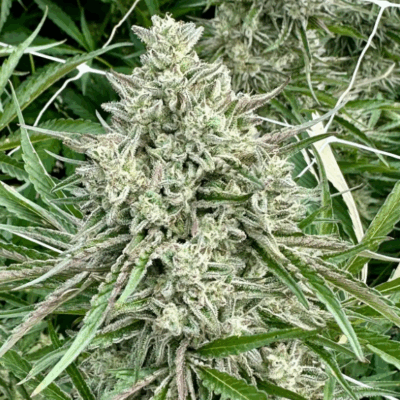 ICE CREAM CAKE (FAST FINISHING) | PHOTOPERIOD CANNABIS SEEDS FEMALE 5 PACK