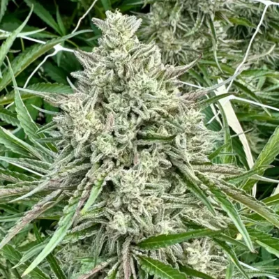 Ice Cream Cake | Preservation Line | FEM Fast Photoperiod Seeds | 5 Pack