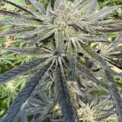 ICE CREAM CAKE S1 | PHOTOPERIOD CANNABIS SEEDS FEMALE 5 PACK