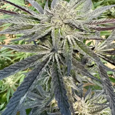 Ice Cream Cake S1 | Preservation Line | FEM Photoperiod Seeds | 5 Pack