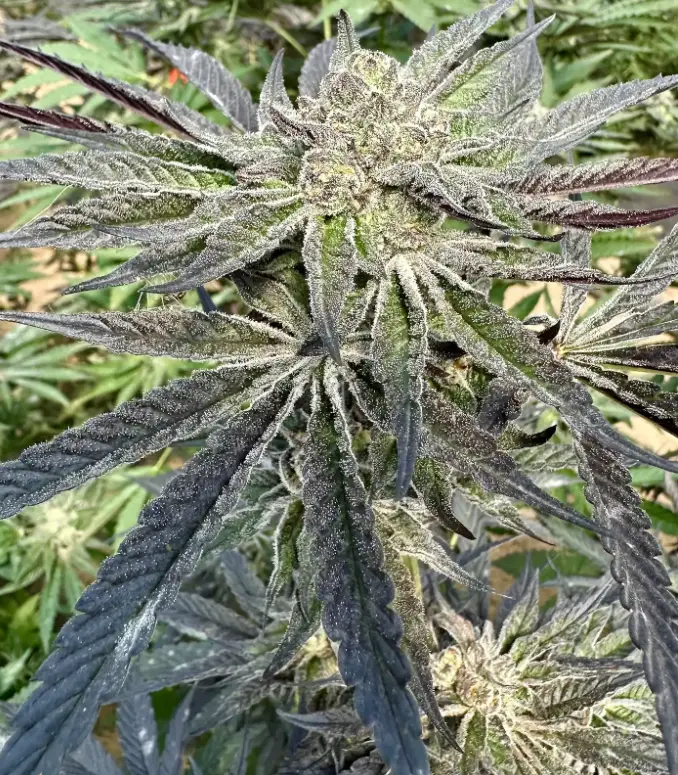 Ice Cream Cake S1 | Preservation Line | FEM Photoperiod Seeds | 5 Pack