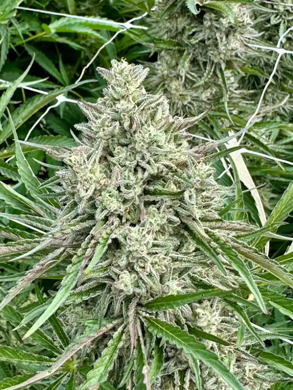 Ice Cream Cake | Preservation Line | FEM Fast Photoperiod Seeds | 5 Pack
