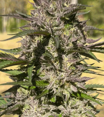 ICE CREAM GELATO | PHOTOPERIOD CANNABIS SEEDS FEMALE 5 PACK