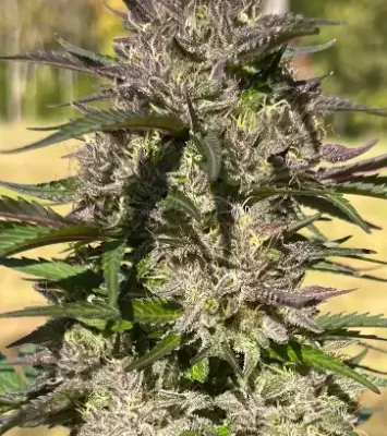 Ice Cream Gelato | Preservation Line | FEM Photoperiod Seeds | 5 Pack