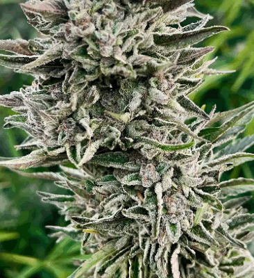 ICE CREAM SHERBERT | PHOTOPERIOD CANNABIS SEEDS FEMALE 5 PACK