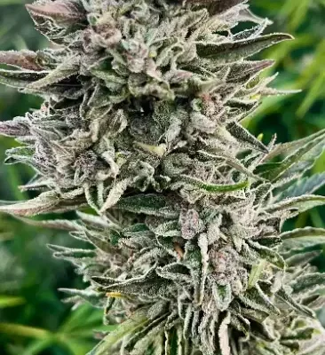 Ice Cream Sherbert | Preservation Line | FEM Photoperiod Seeds | 5 Pack