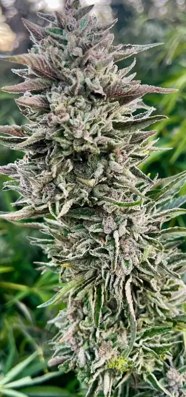 Ice Cream Sherbert | Preservation Line | FEM Photoperiod Seeds | 5 Pack