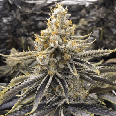 ICE CREAM TRUFFLE | PHOTOPERIOD CANNABIS SEEDS FEMALE 5 PACK