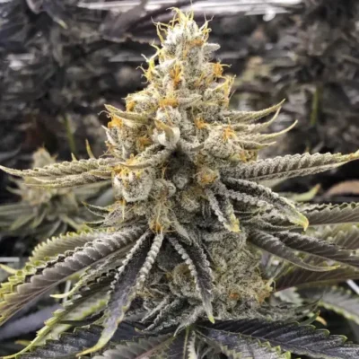 Ice Cream Truffle | Preservation Line | FEM Photoperiod Seeds | 5 Pack