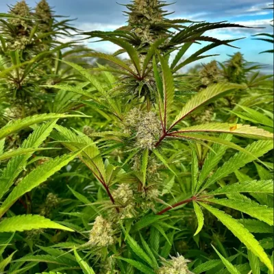 Jack Punch | Preservation Line | FEM Photoperiod Seeds | 5 Pack