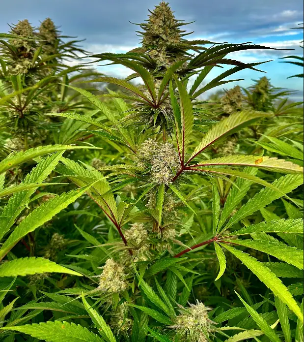 Jack Punch | Preservation Line | FEM Photoperiod Seeds | 5 Pack