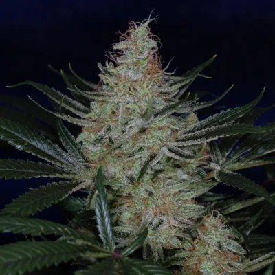 JACK THE RIPPER BX | SUBCOOL SEEDS | PHOTOPERIOD CANNABIS SEEDS REGULAR