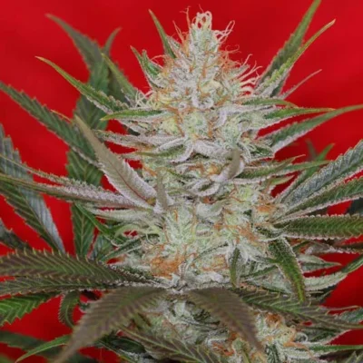 JACK THE RIPPER F3 | SUBCOOL SEEDS | PHOTOPERIOD CANNABIS SEEDS REGULAR