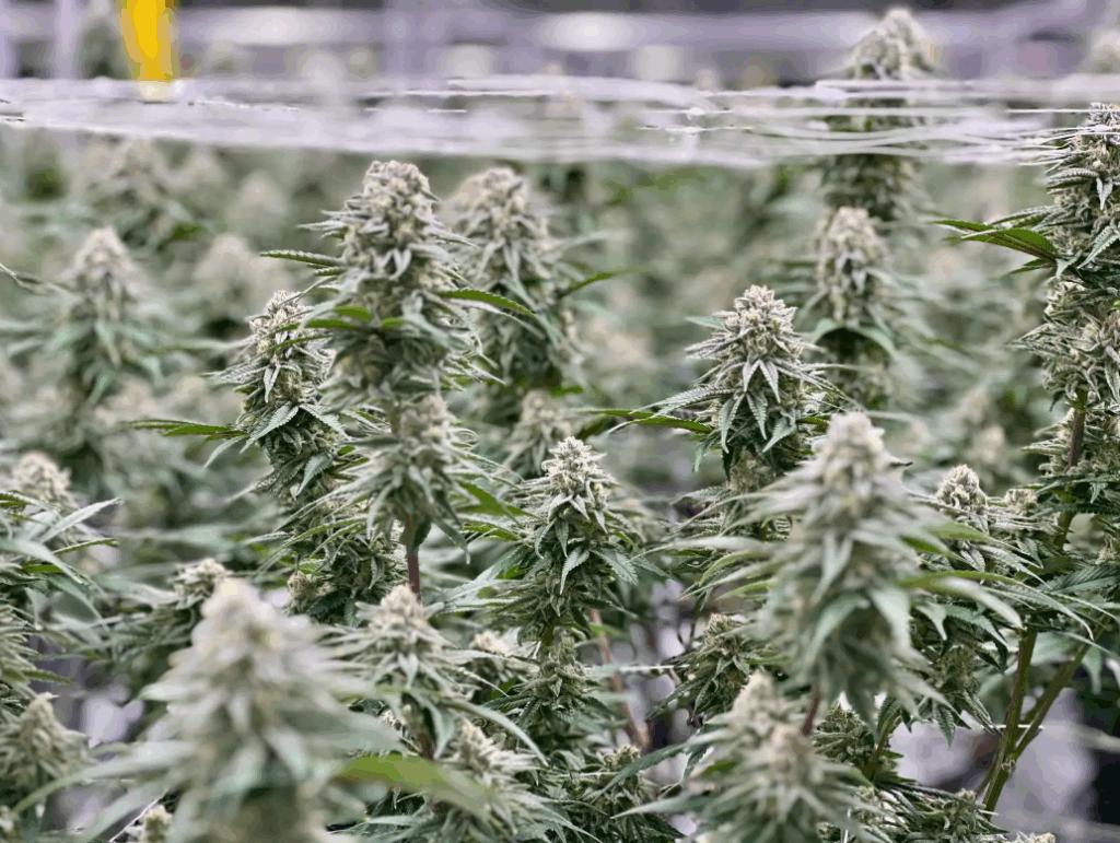 Kush Mints | Preservation Line | FEM Photoperiod Seeds | 5 Pack