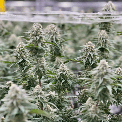 KUSH MINTS | PHOTOPERIOD CANNABIS SEEDS FEMALE 5 PACK