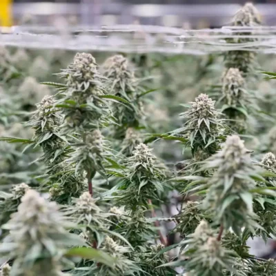Kush Mints | Preservation Line | FEM Photoperiod Seeds | 5 Pack