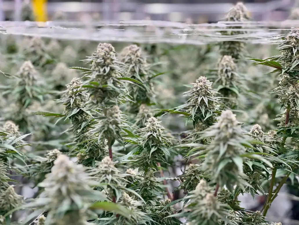 Kush Mints | Preservation Line | FEM Photoperiod Seeds | 5 Pack