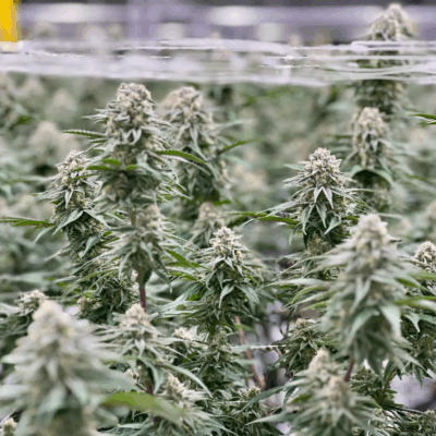 KUSH MINTS | AUTOFLOWER CANNABIS SEEDS FEMALE 5 PACK