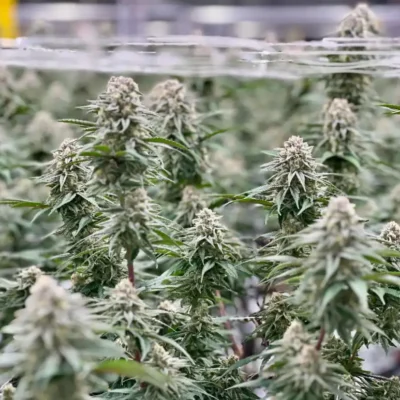 Kush Mints Auto | Preservation Line | FEM Autoflower Seeds | 5 Pack