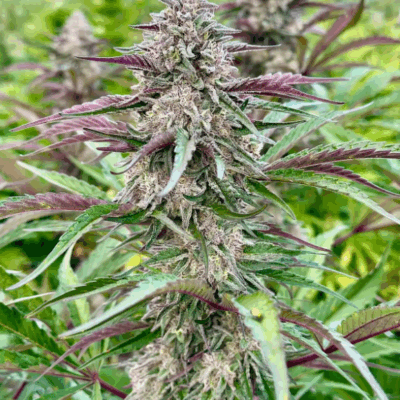 LEMON CHERRY GELATO | PHOTOPERIOD CANNABIS SEEDS FEMALE 5 PACK