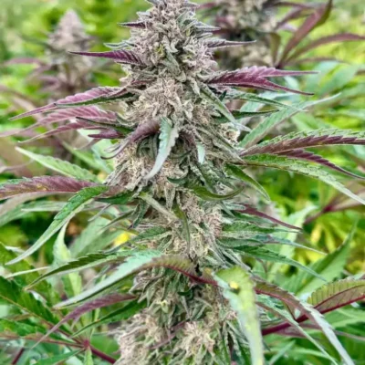 Lemon Cherry Gelato | Preservation Line | FEM Photoperiod Seeds | 5 Pack