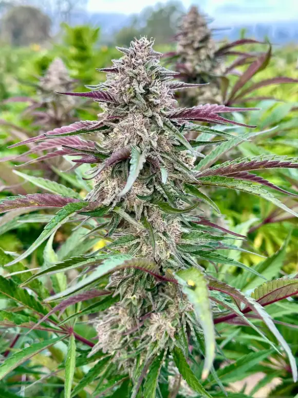 Lemon Cherry Gelato | Preservation Line | FEM Photoperiod Seeds | 5 Pack