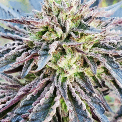 MENDO COOKIE | PHOTOPERIOD CANNABIS SEEDS FEMALE 5 PACK