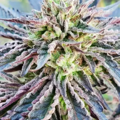 Mendo Cookie | Preservation Line | FEM Photoperiod Seeds | 5 Pack