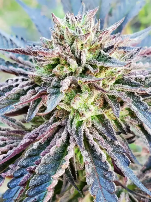 Mendo Cookie | Preservation Line | FEM Photoperiod Seeds | 5 Pack