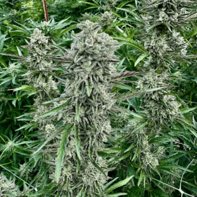 MENDO FATSO (FAST FINISHING) | PHOTOPERIOD CANNABIS SEEDS FEMALE 5 PACK