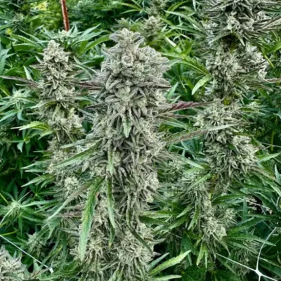 Mendo Fatso | Preservation Line | FEM Fast Photoperiod Seeds | 5 Pack
