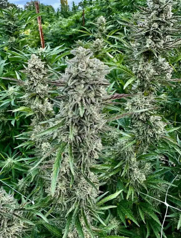 Mendo Fatso | Preservation Line | FEM Fast Photoperiod Seeds | 5 Pack