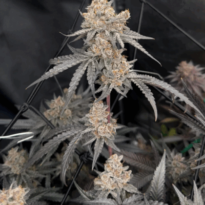 MIMOSA | PHOTOPERIOD CANNABIS SEEDS FEMALE 5 PACK